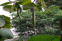 Chonemorpha fragrans